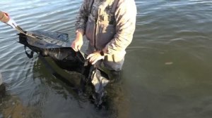 Таймень 48 кг/Hucho taimen