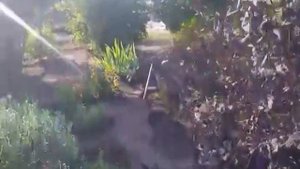 Удачные заметки. Учимся размножать тую черенками