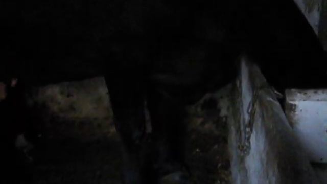 как доить корову. смотреть онлайн