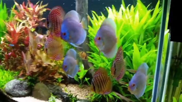 co2 planted tank/aquarium with my sweet discus fish 1080p смотреть онлайн