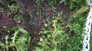 Помощники для работы в огороде и саду осенью.mp4