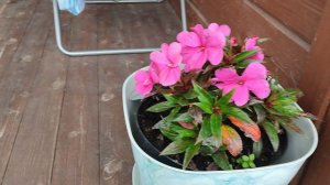 ДАЧНЫЙ ВЛОГ В НАЧАЛЕ АВГУСТА 2024 ГОД