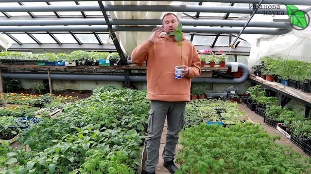 ИДЕАЛЬНАЯ ПОСАДКА ПЕРЦА и БАКЛАЖАНА. Как заглубить рассаду и чем ее засыпать для большого урожая.