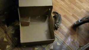 хорек vs ангора хорек !!!