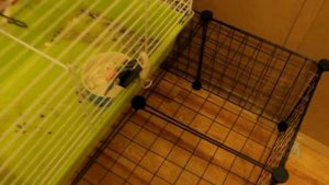 Вольер для кролика | Улучшаем жизнь кролику