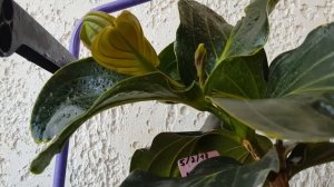 Мединилла в июне-опять разрушает мифы??