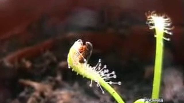 Росянка смотреть онлайн