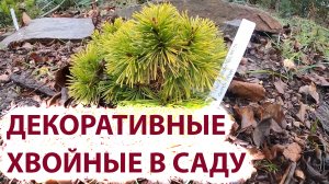 Декоративные хвойные в своем саду