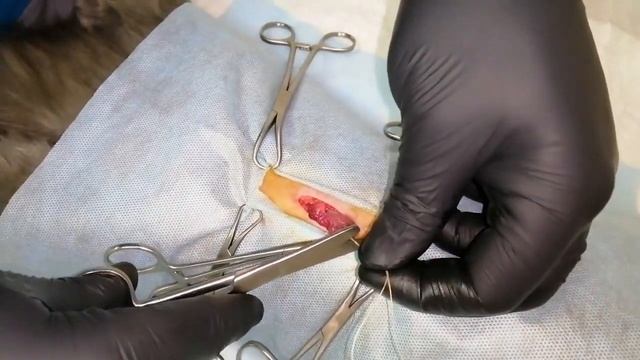 Оваріогістерэктомія кішки - Ovariohysterektomya cat. Стерелизация кошки.