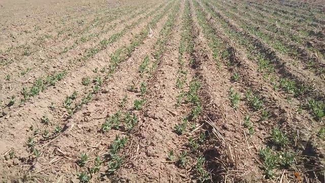 Горох.Всходы. Стрип тилл.КФХ "Терра Ностра". смотреть онлайн