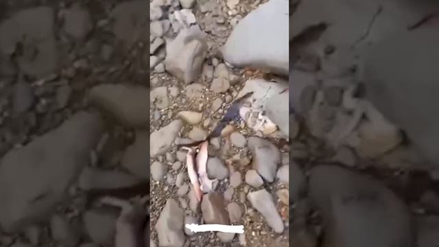 На Сахалине на берег выбросило множество кальмаров