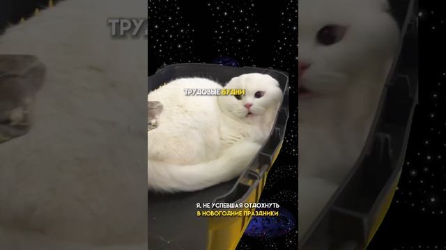 Как начать год в гармонии с Высшим Я?✨ Смотрите в комментариях⤵️ смотреть онлайн