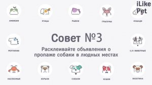 4 совета, как найти сбежавшую собаку