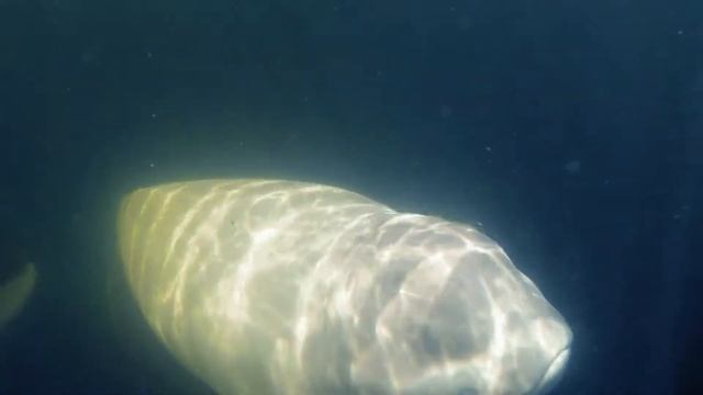 О чем говорят белухи? смотреть онлайн