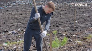 Посадка деревьев на  месте  бывшей  свалки в Березовском