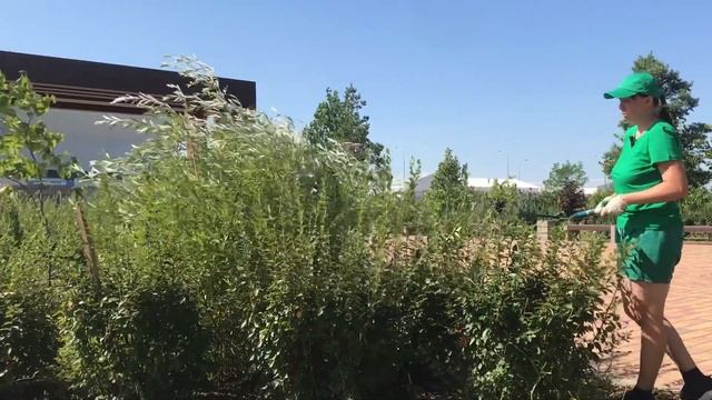 Обрезка кизильника смотреть онлайн