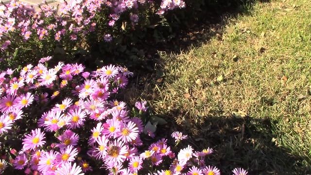 Саки. Сентябринки - в сентябре, октябринки - в октябре! смотреть онлайн