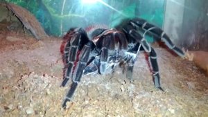 Brachypelma angustum vs. cockroach | feeding video | 28.08.2013 | Паук птицеед против таракана
