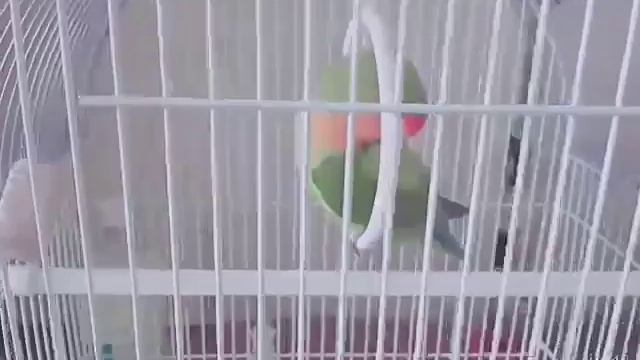 Неразлучник/Мажор качается на кольце смотреть онлайн