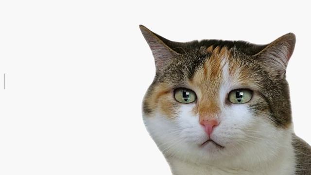 Ушной клещ у кошек смотреть онлайн