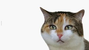 Ушной клещ у кошек