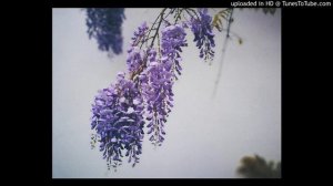 Wisteria