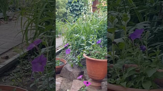 Дачная жизнь. Вечернее умиротворение после нескольких дней ненастья. смотреть онлайн