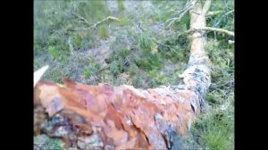 Как есть кору деревьев.