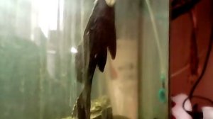 Сом птеригоплихт парчовый-содержание и разведение!