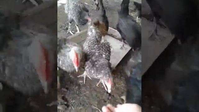 Куры   молодки  !  Чистокровные   мараны   и   цыплята   от   курочек    разных   пород  !