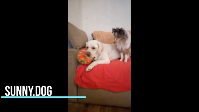 Правильные игры двух собак. смотреть онлайн