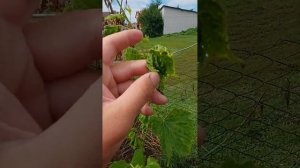 ОПАСНО! Так выглядят кусты винограда от ближайшей обработки соседнего участка гербицидами.