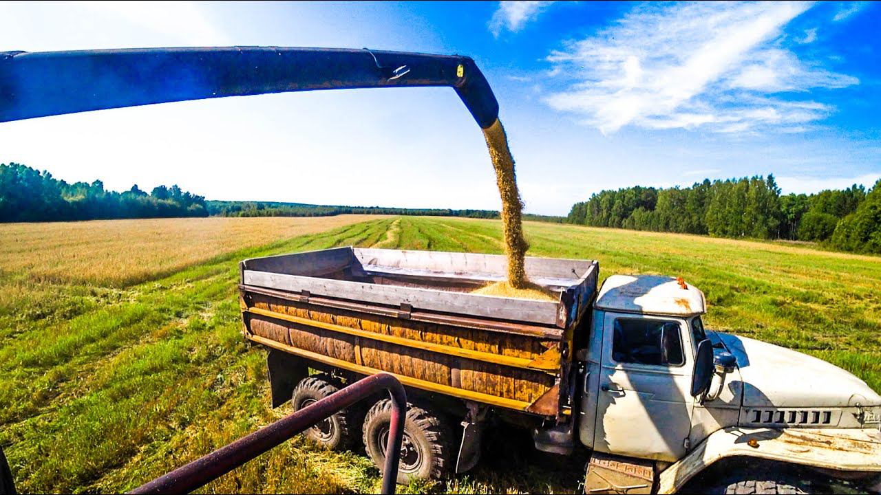 Трудная уборочная продолжается. Опять попали под дождь. Работаю на Урале-5557, отвожу зерно на базу. смотреть онлайн