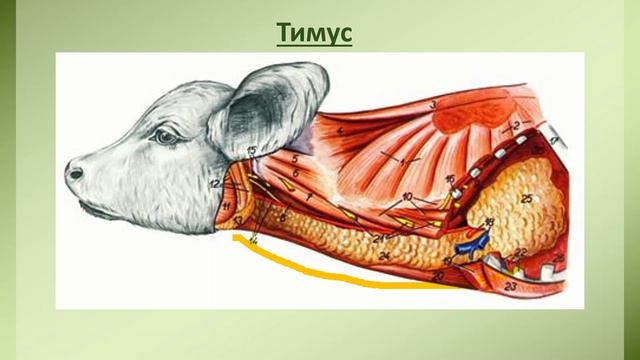 Тимус животных фото