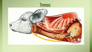 Ветеринарная анатомия. Вилочковая железа, тимус  животных, видовые особенности