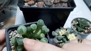 Титанопсис цветёт. семейство аизовые.