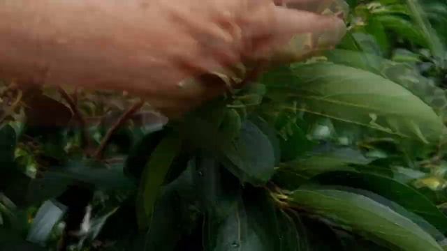 Хурма "Опылитель Новокаховский", плодоносяший. смотреть онлайн