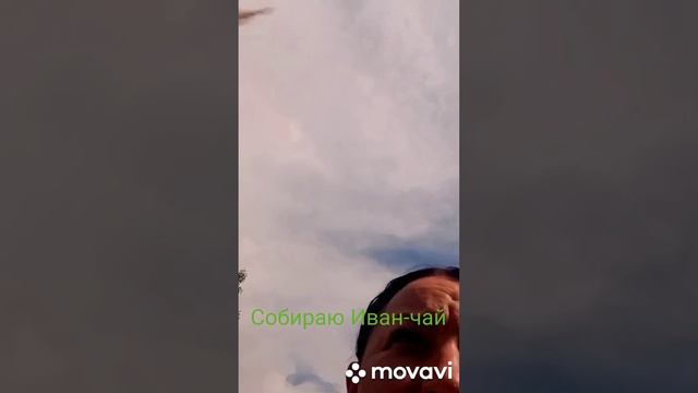 Собираю Иван-чай