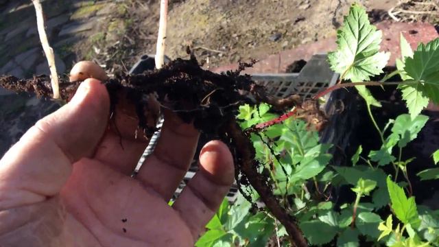 Ежевика в ящике . 2 ч смотреть онлайн