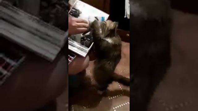 Кошка ждёт хозяина из армии смотреть онлайн