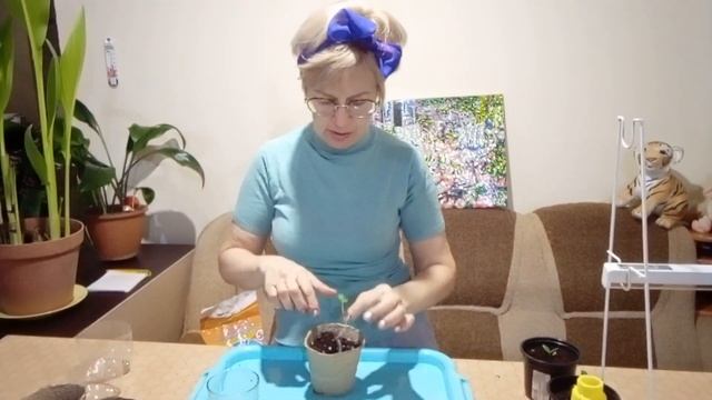 Сажаем огурцы на подоконнике .