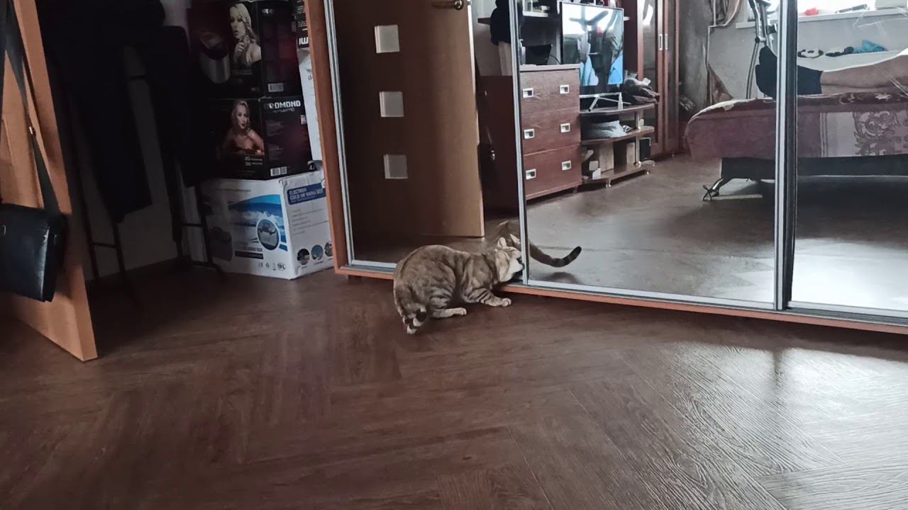 13 ноября 2020 г. смотреть онлайн