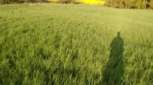 Натаска спаниеля по коростелю. Простые советы...