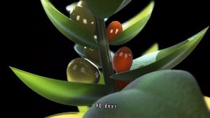 Высшие споровые растения (Мхи, Плауны, Хвощи, Папоротники) | Ботаника | ОГЭ и ЕГЭ по биологии