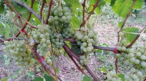 Виноград. Обзор технических сортов.3ч. +7(918)47 00 828.