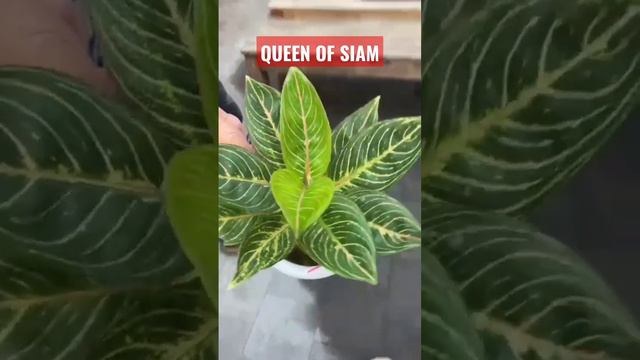 Pesona Queen of Siam | LuxuryAglaonema #aglonema #aglonemaindonesia