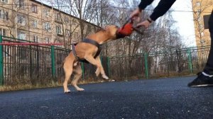 Тренировка питбуля