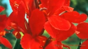 Канна карликовая Черри Ред (canna dwarf cherry red) ? обзор: как сажать, луковицы канну Черри Ред