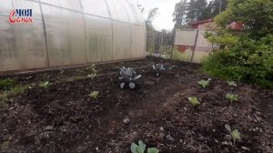 Лучшая рыба для копчения//коптим рыбу на мангале//моя семья//семейный канал/дачные будни/family vlo