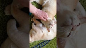 Моя бурманская кошка. Характер и описание породы.